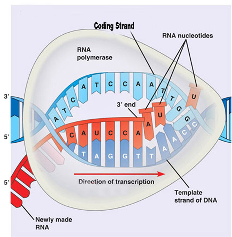 RNA transcribed from DNA. Source: http://biochemreview.weebly.com/uploads/1/0/4/0/10409756/5300621_orig.jpg