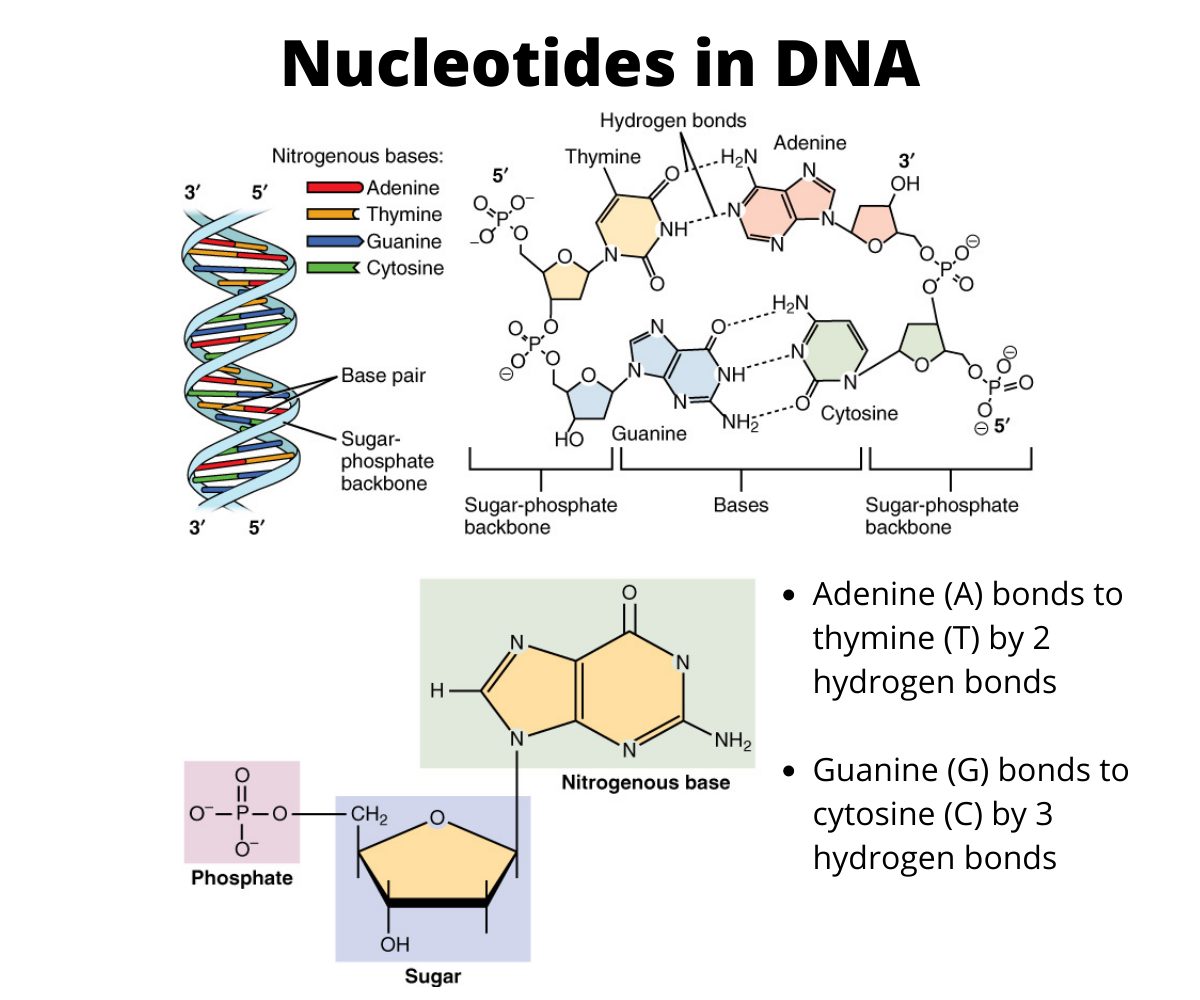 The four nucleotides of DNA. Source: https://sciencenotes.org/wp-content/uploads/2020/11/Nucleotides-in-DNA.jpg