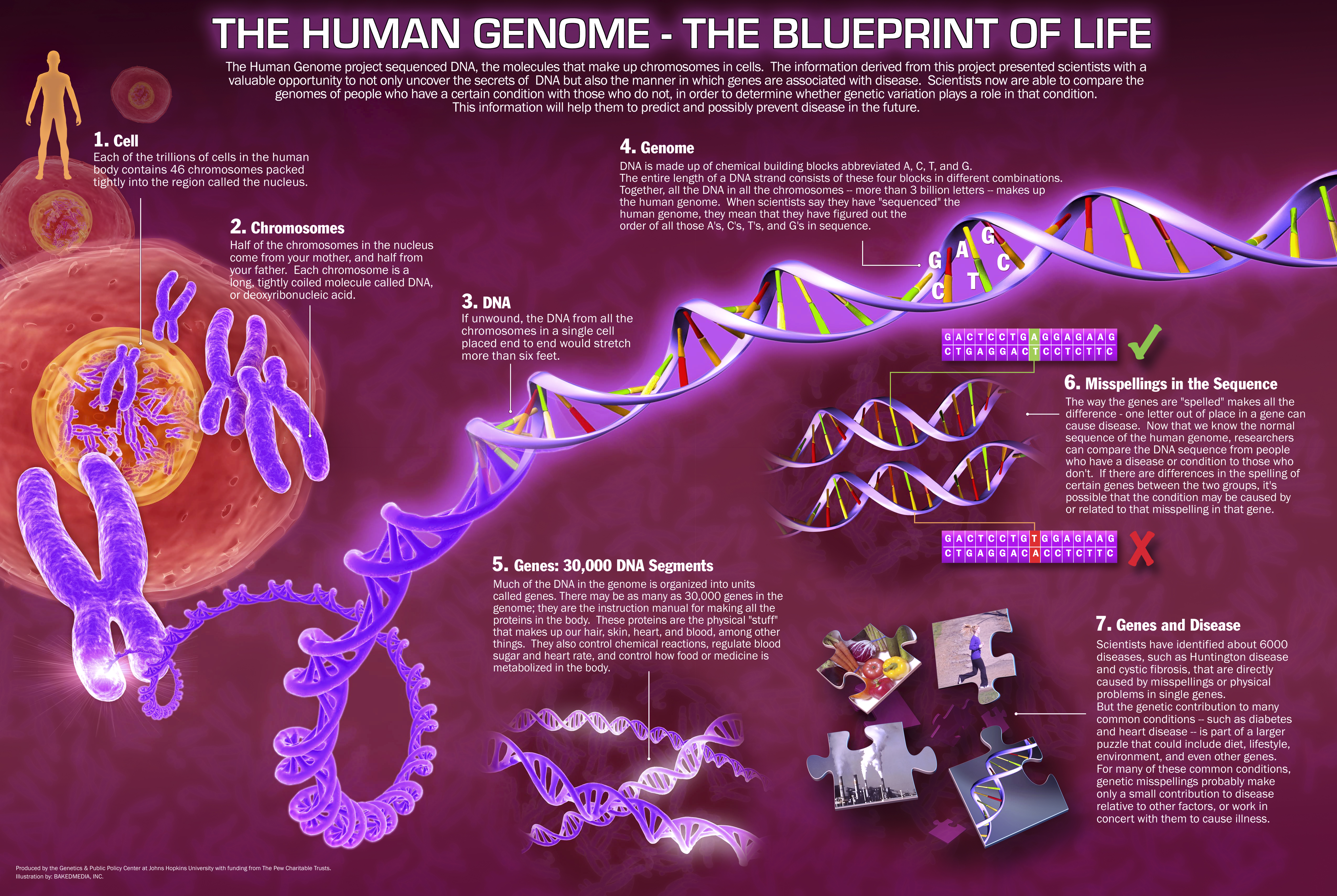 The Human Genome. Source: http://www.infohow.org/wp-content/uploads/2012/11/The-Human-Genome.jpg