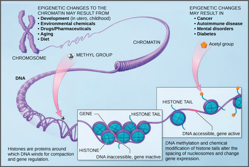 Histone modifications. Source: https://s3-us-west-2.amazonaws.com/courses-images/wp-content/uploads/sites/1087/2016/12/12233132/Figure_16_03_03.jpg