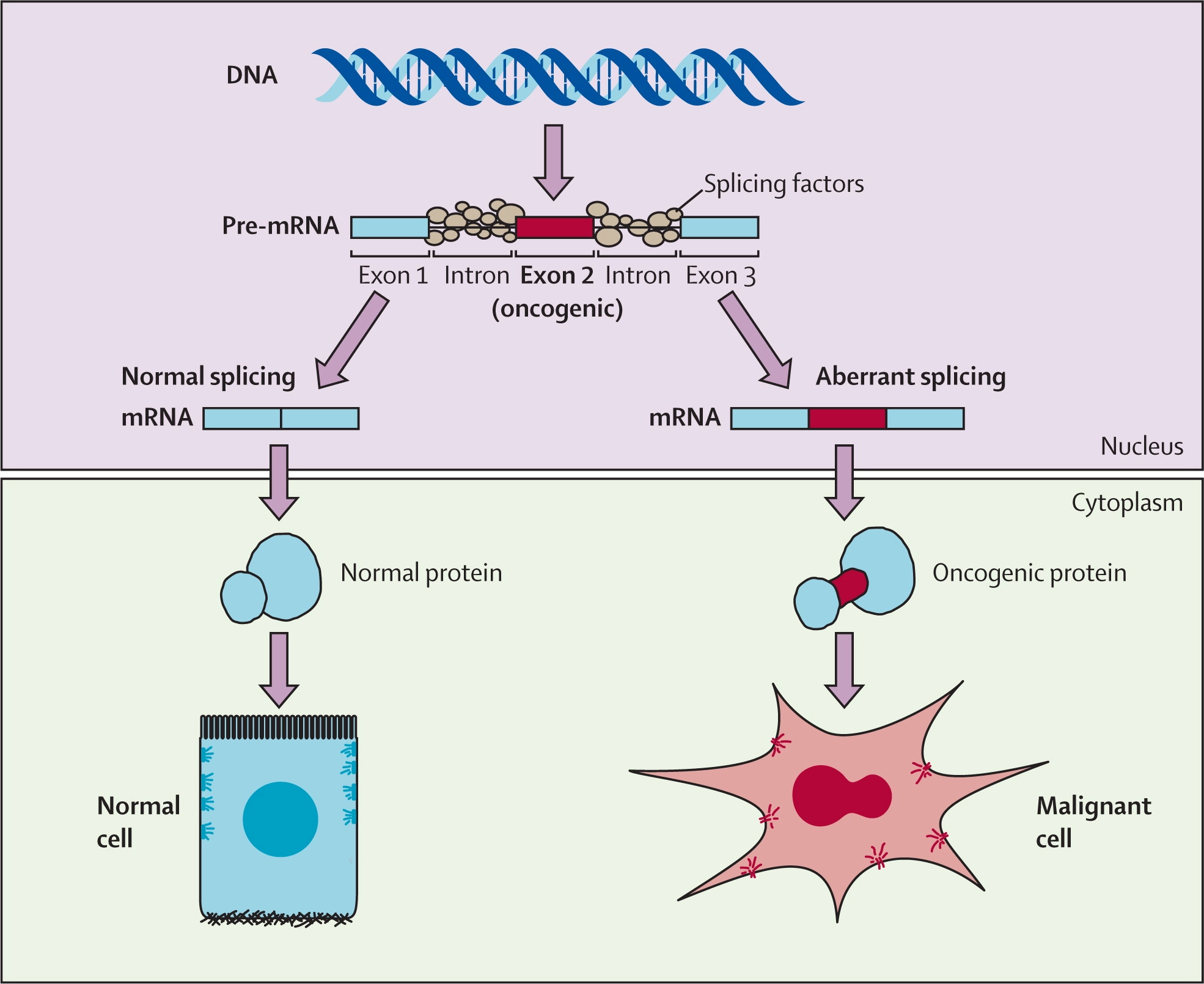 mRNA Splicing. Source: https://www.thelancet.com/cms/attachment/4dc4ebd6-928c-461e-8d88-77670862487a/gr2_lrg.jpg