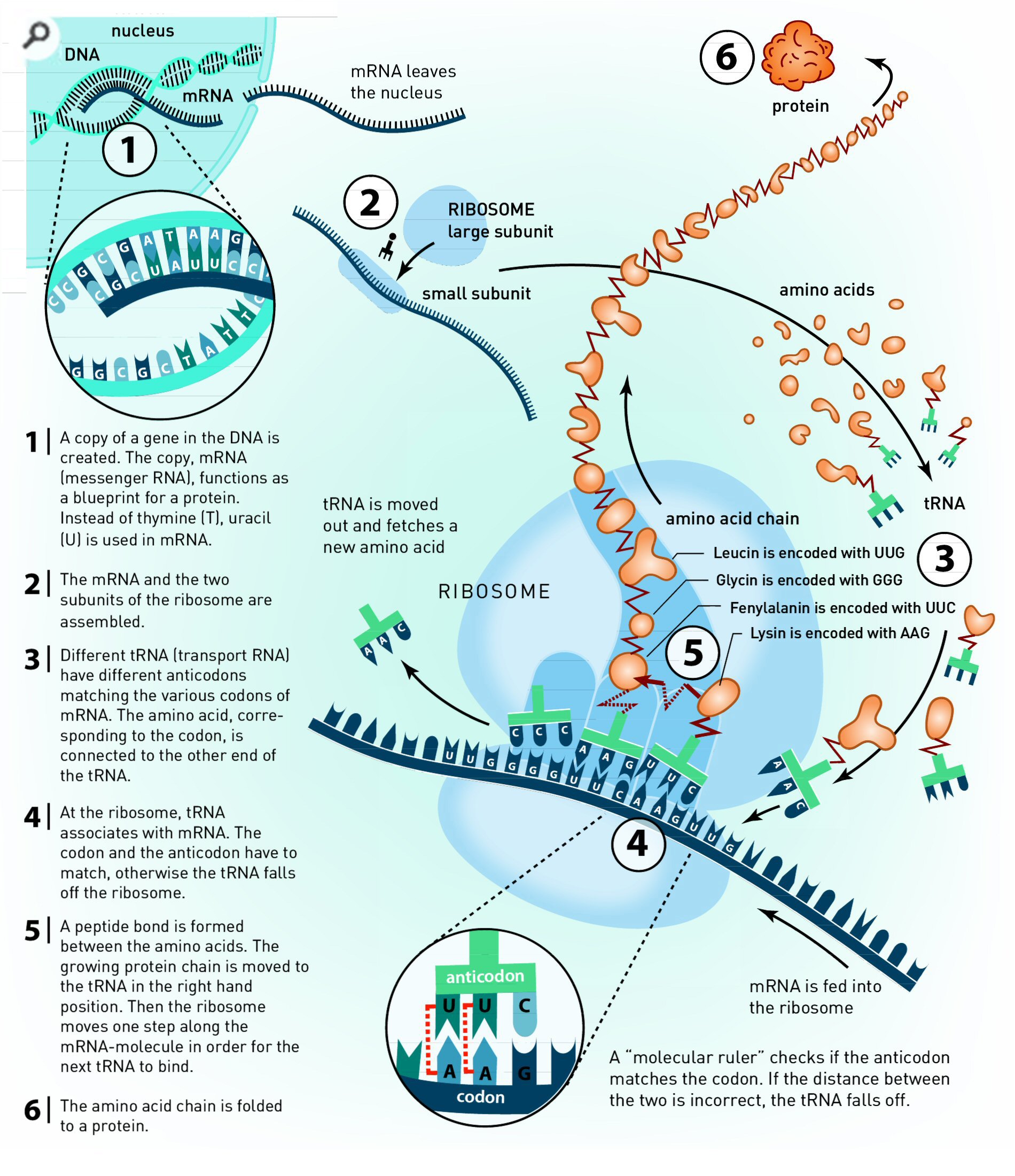 RNA to Protein. Source: http://www.infohow.org/wp-content/uploads/2012/11/DNA.jpg
