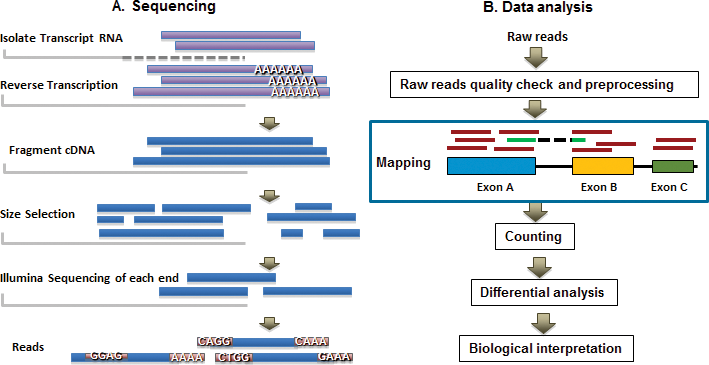 A high level overview of genomic analysis. Source: https://www.intechopen.com/chapters/50574
