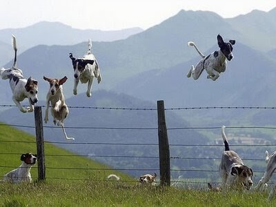 image source: Dog Fence