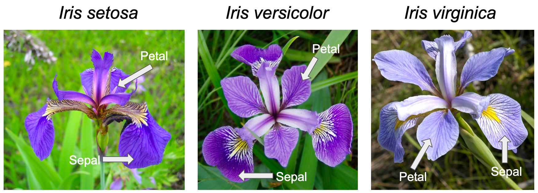 Petals and sepals of Iris setosa, Iris versicolor and Iris virginica