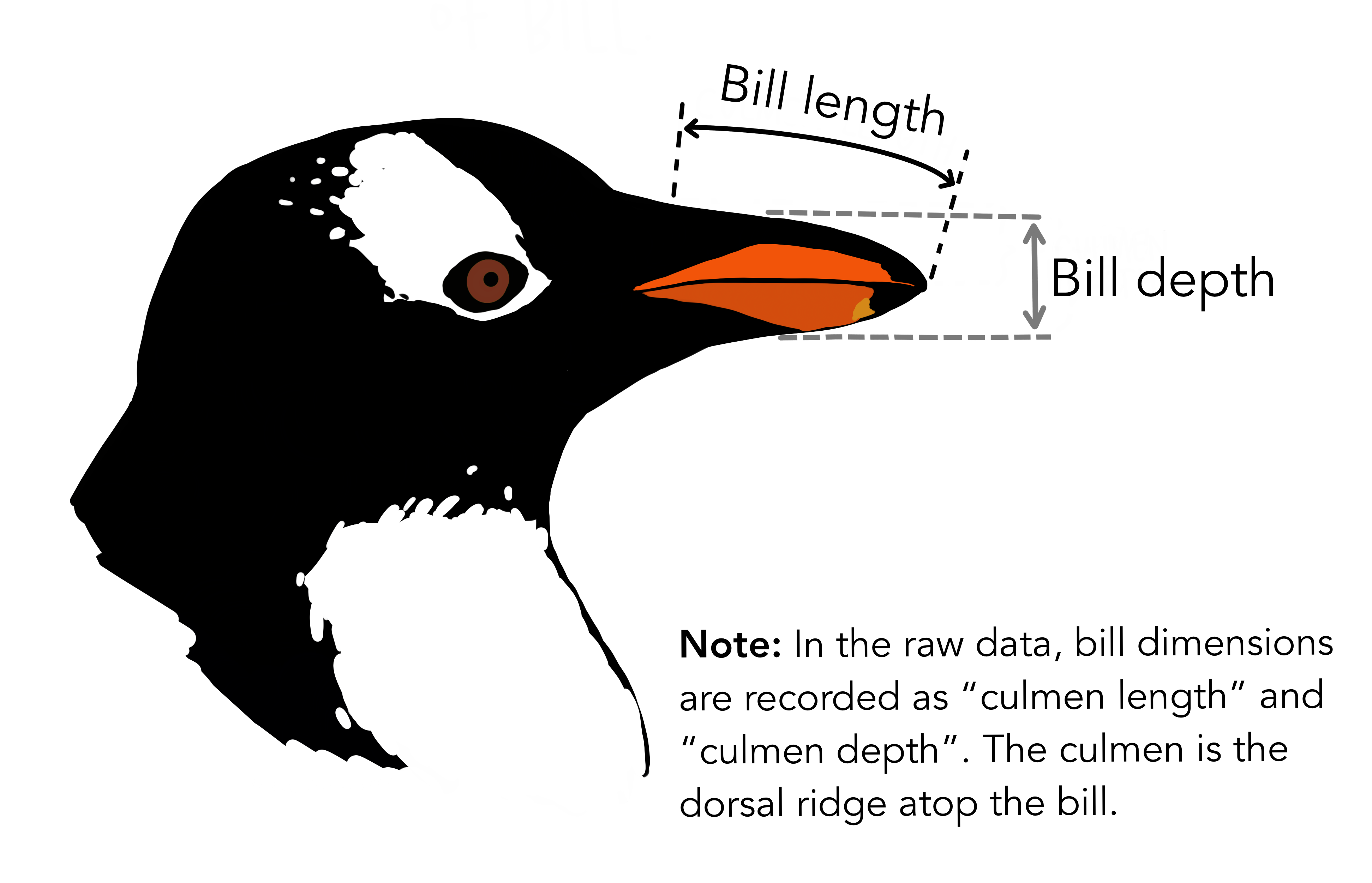 AKA culmen length and depth