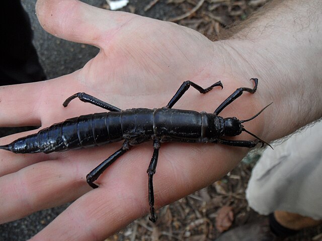 Lord Howe Island stick insect aka tree lobster